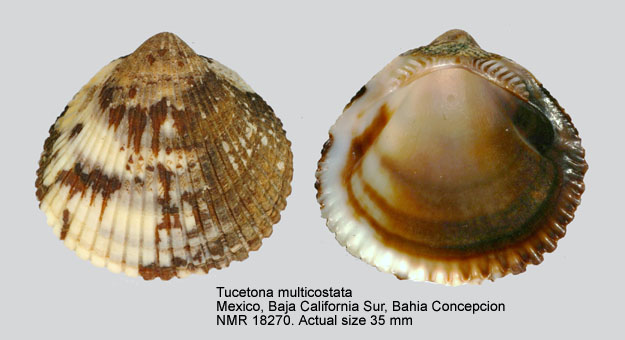 Tucetona multicostata.jpg - Tucetona multicostata(G.B.Sowerby,1833)